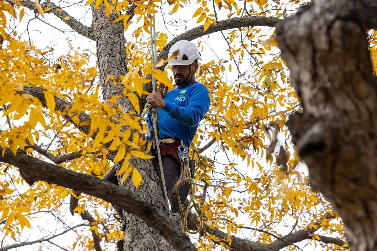 Skilled Tree Planing crew working in Denver