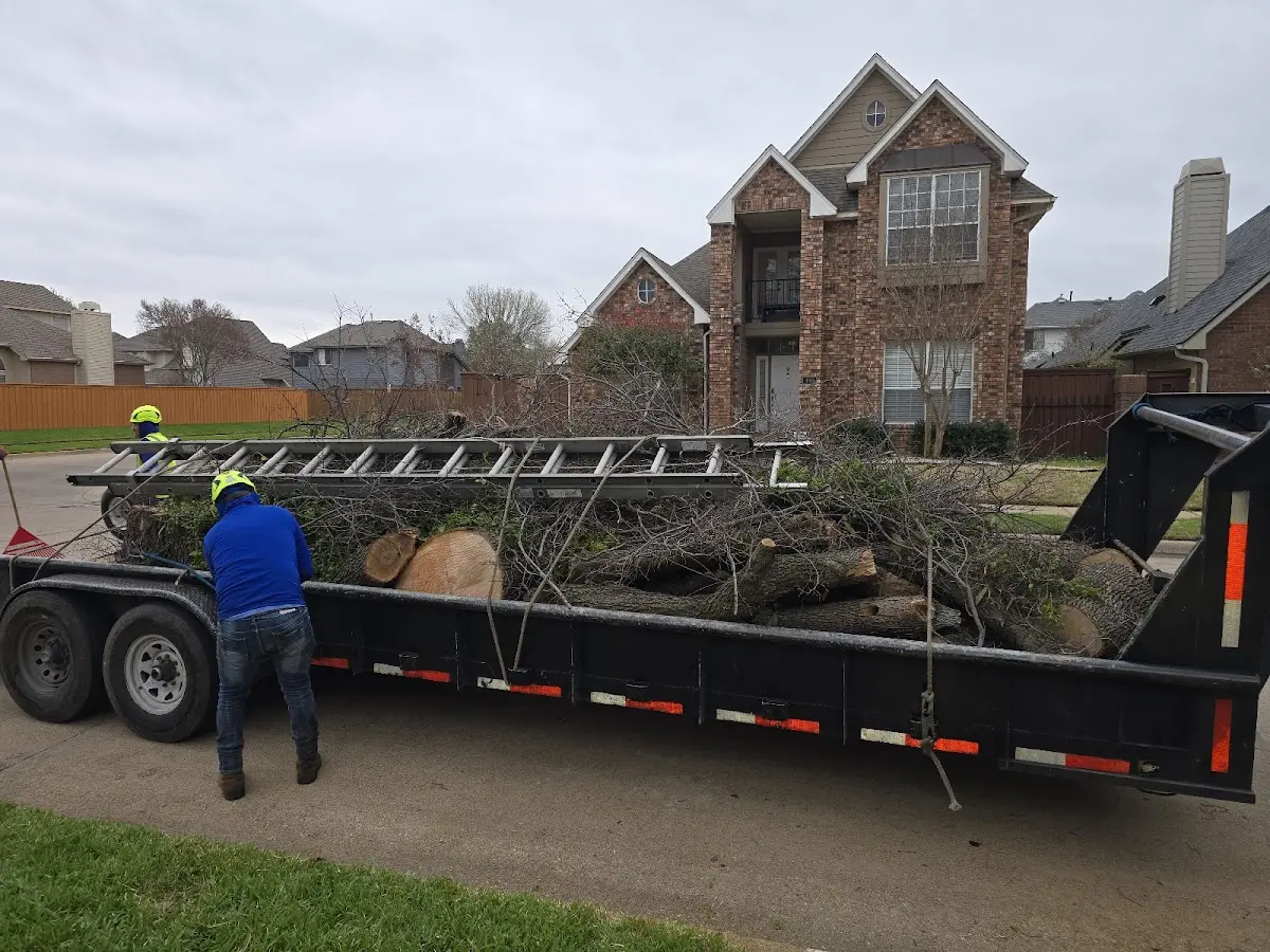 Expert Tree Pest Control with proper safety equipment in Denver